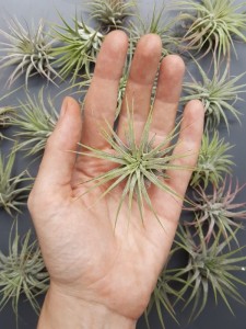 tillandsia-ionantha-02-e1573657829437.jpg