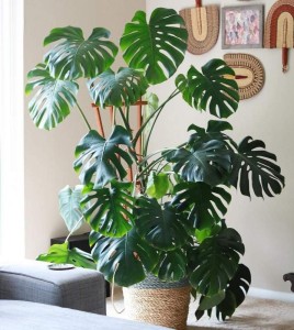 monstera-izbova-rastlina_1581521691.jpg