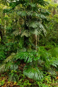 monstera-deliciosa-planta-queso-suizo-bosque-nuboso-manizales-colombia_660575-52.jpg